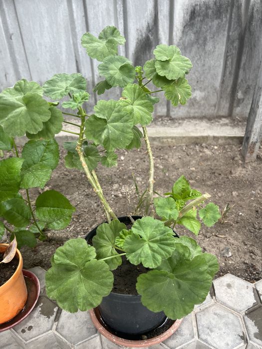 Герань красная