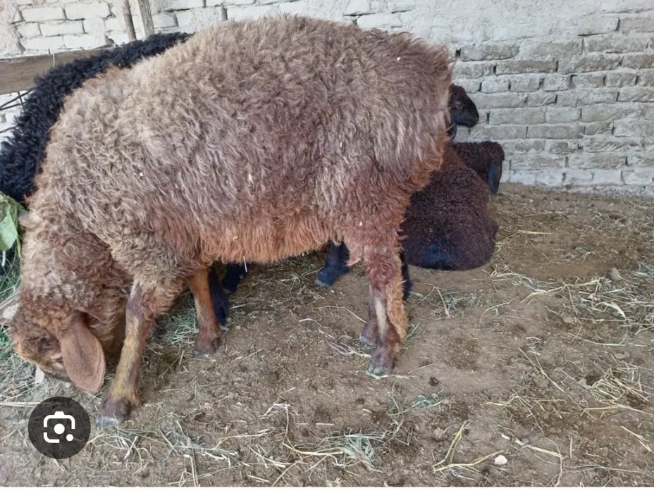 Кузи кучкорлар сотилади