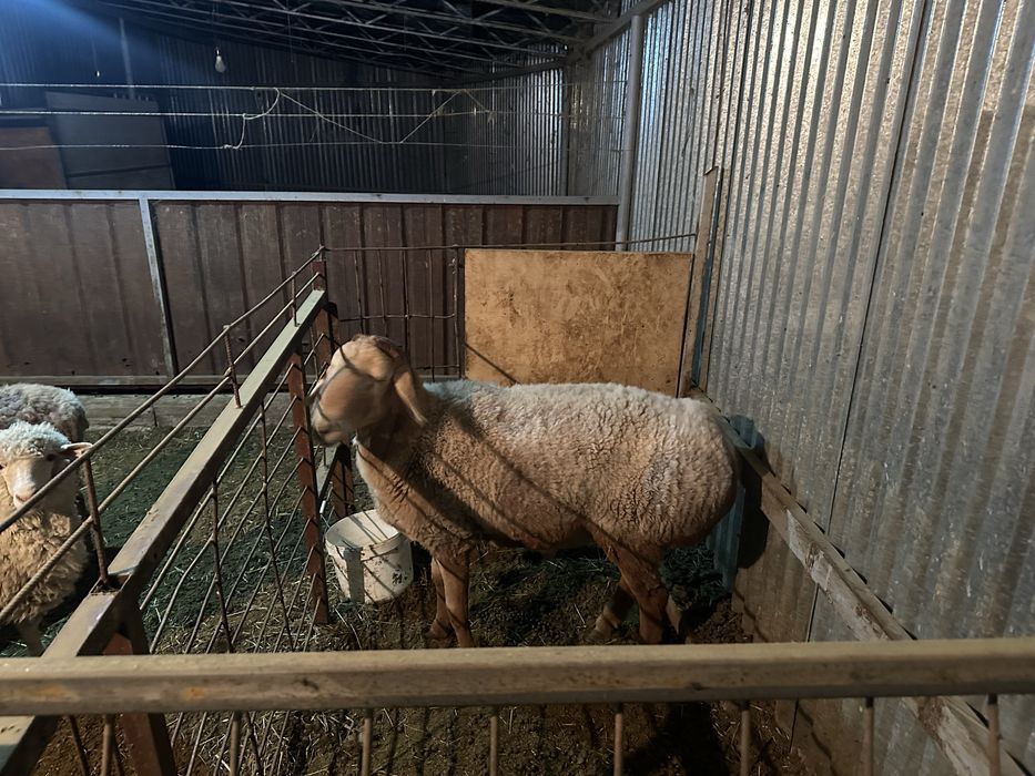 Продам кочкара арашан