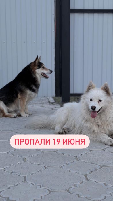 Ищем собак, ушли 19 июня в Заречном