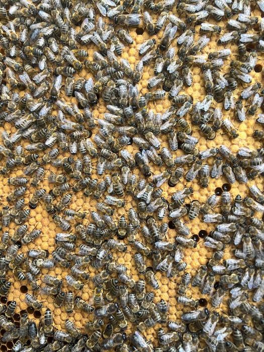 Vand familii de albine