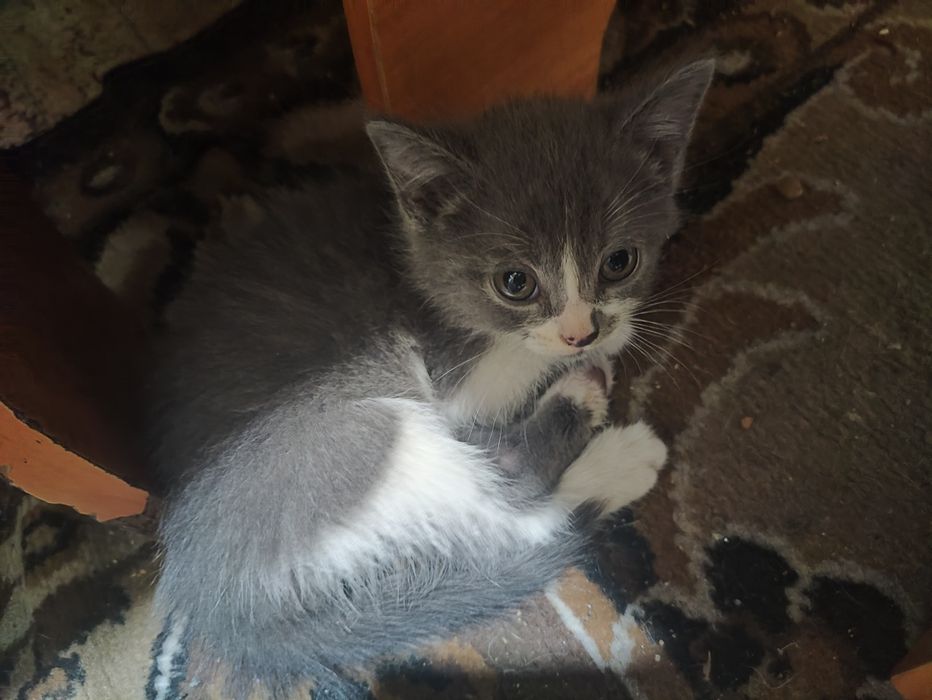 Милый котёнок (мальчик)