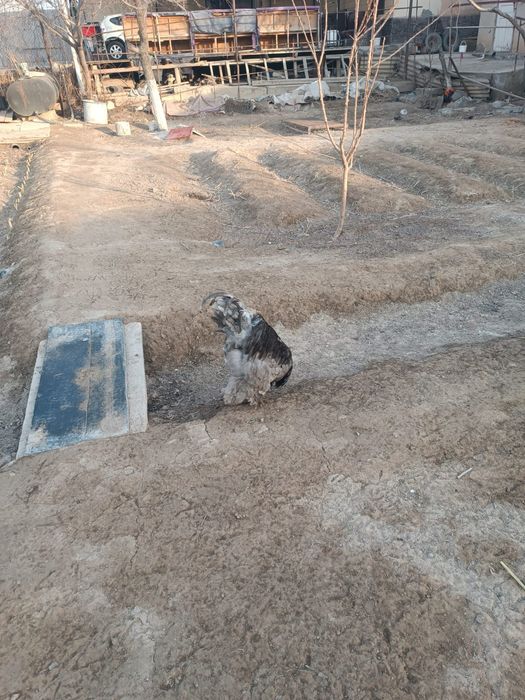 Брама. Семейка..