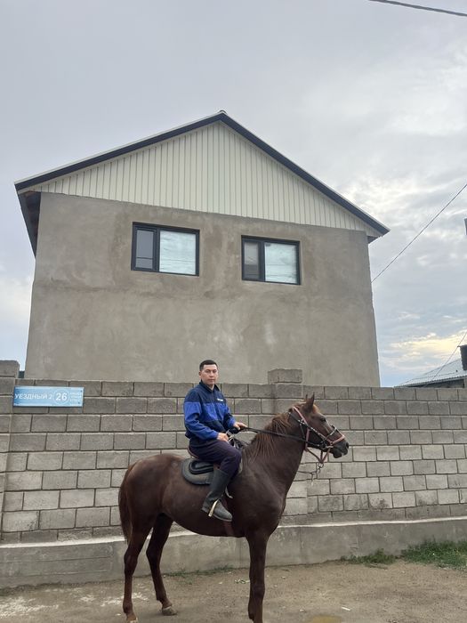 Айгыр сатыладыыы