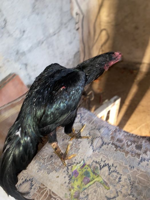 Петух дакан бойцовый