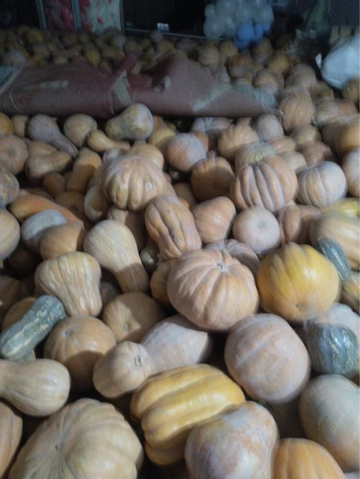 Тыква 250 тг сладкая