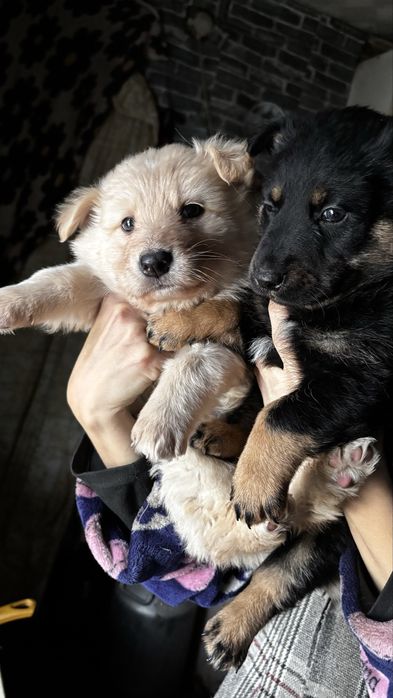 Отдам щенят в добрые руки