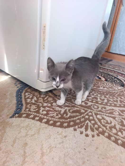 Котёнка в добрые руки