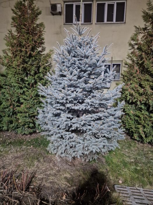 Озеленение ель сосна