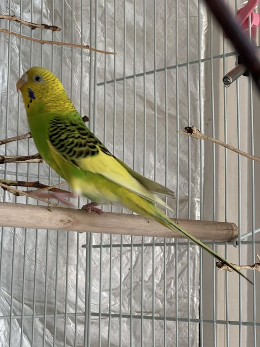 Волнистый попугай