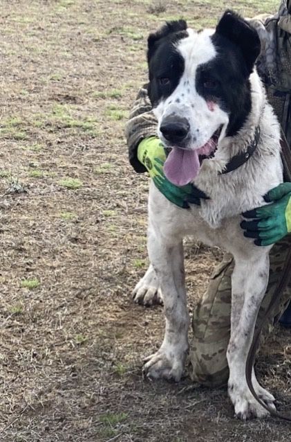 Пррдлооаеться кабель САО