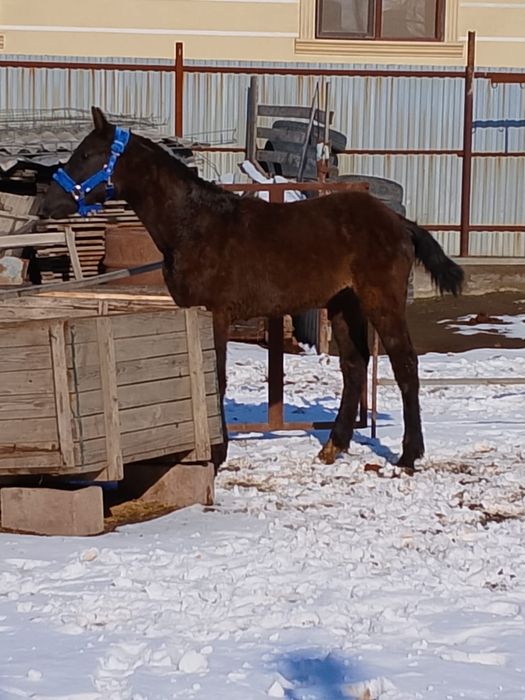 Продам жеребёнка