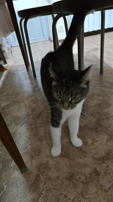 Отдам в добрые руки