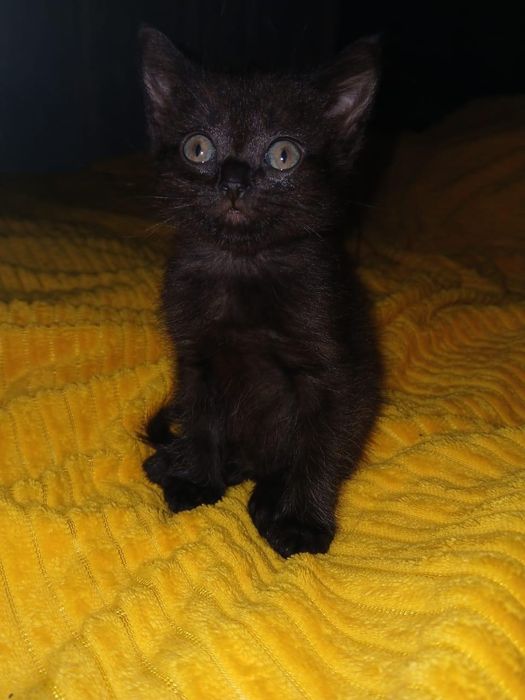 Отдам в добрые руки котят