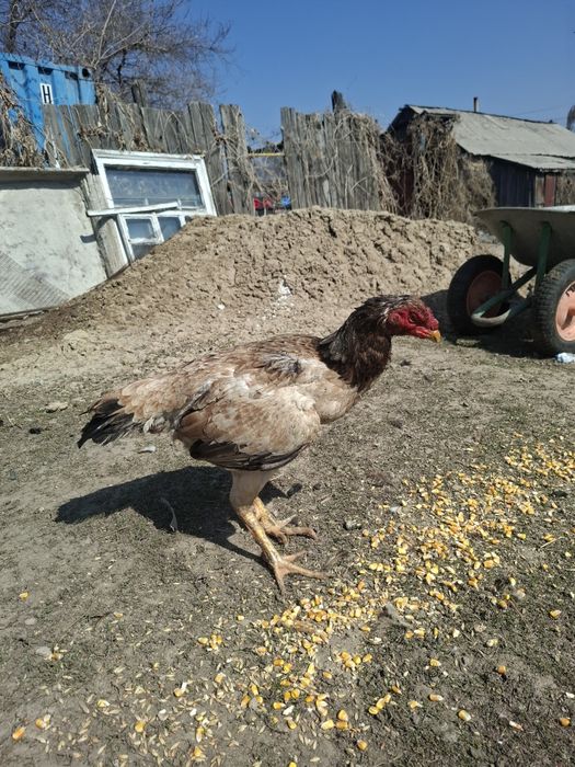 Даканка обмен на петуха голошейка