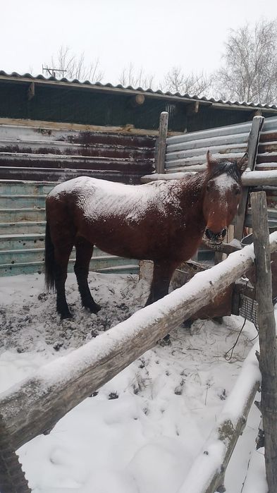 Продам кобылу с откорма