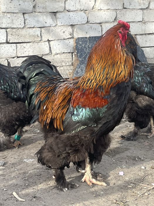 Петухи Брамы черной и куропатчатой