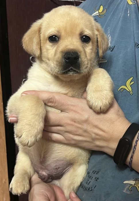 Щенок лабрадора .мальчик