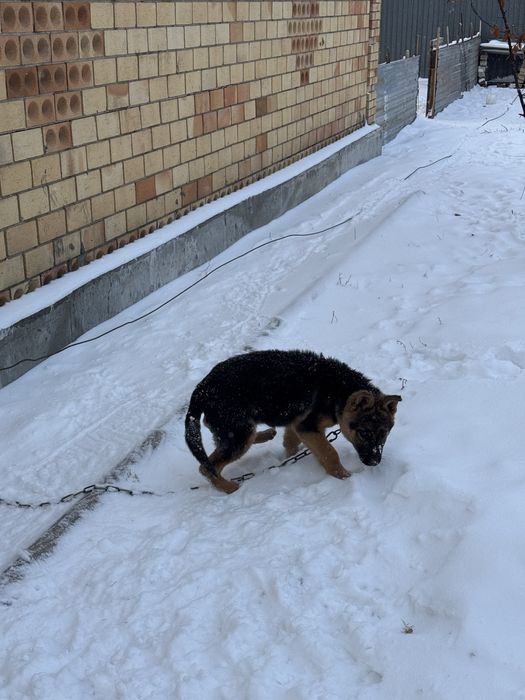 Щенок немецкая овчарка