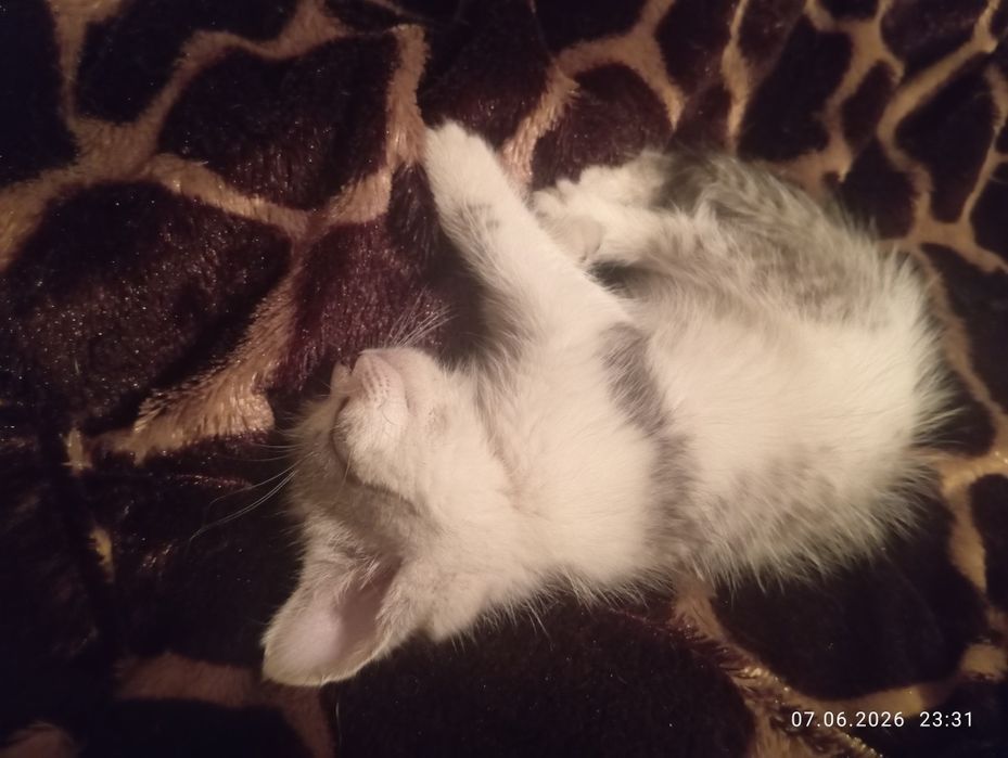 Очаровашки котятки