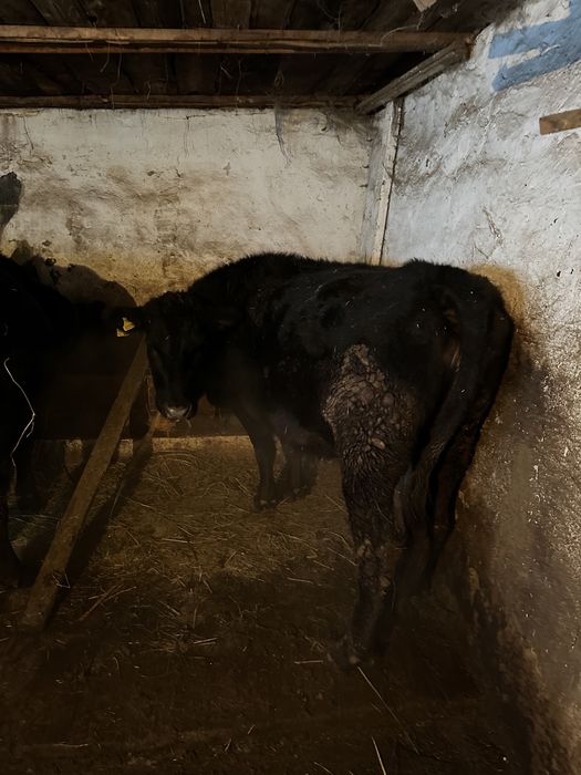 семиз Ангус сиыр сатылады