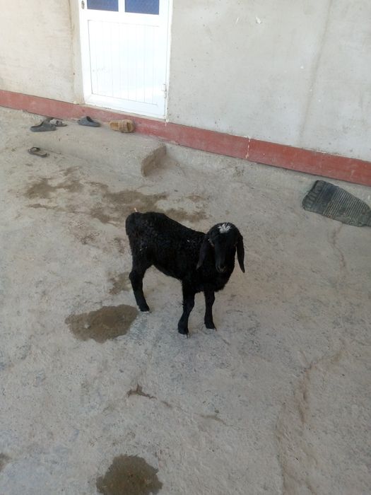 Shir boz 4 kunlik barra