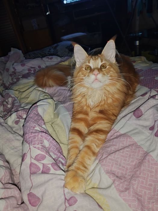 Вязка Мейн Кун красный