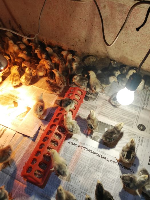 Продам цыплят Борковской боровистой породы по 600 тенге