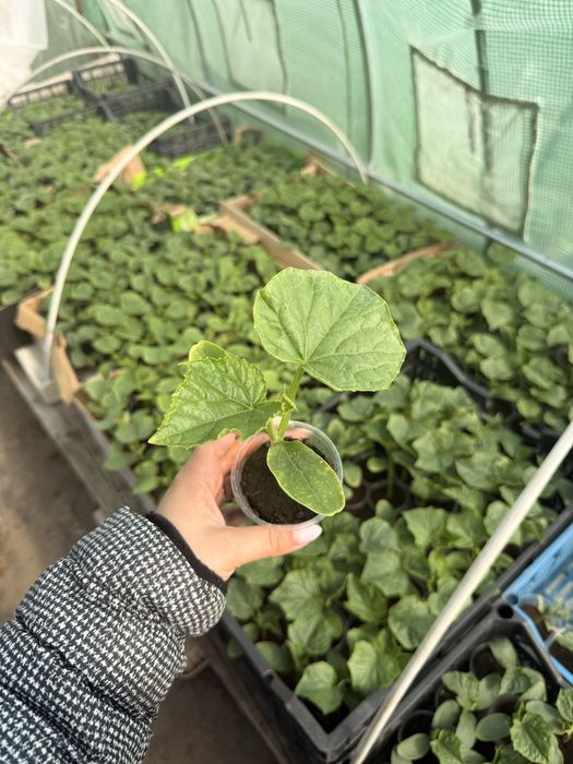 Разсад краставици