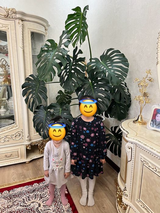 Комнатные растения монстера