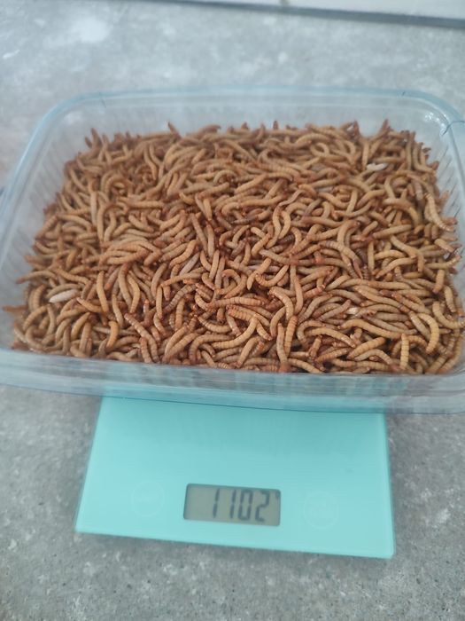 Viermi de faina ,mealworms 100gr -12ron !