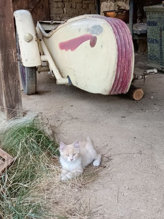 Рядък Кош за мотоциклет Stoye TML 1958