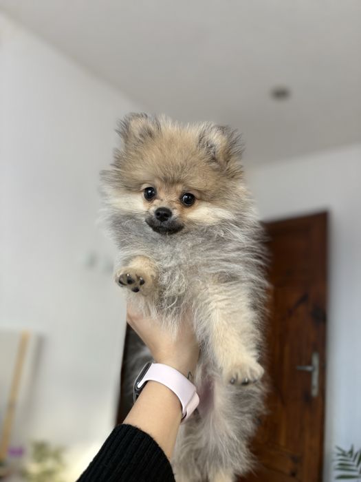 Мини померанче на 3 месеца