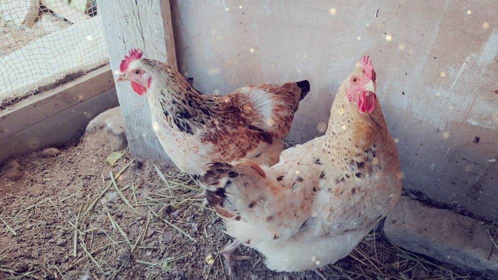 1 ,қораз ,4-мекен сатылады.