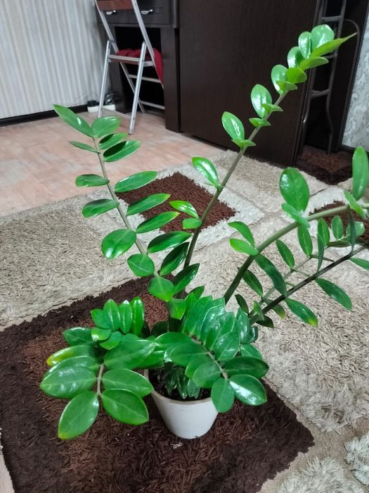 Продам долларовое дерево