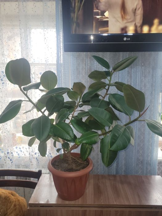 Комнатные цветы,большие