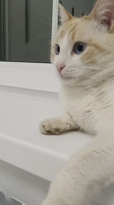 Кот мальчик в добрые руки