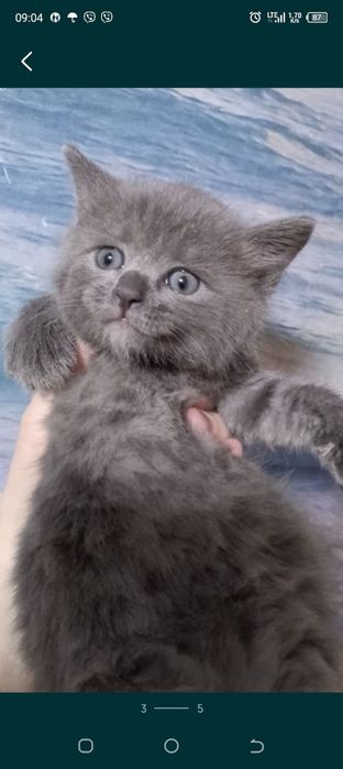 Котята шотландцы.