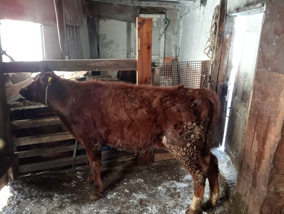 Продам 4-бычок 3-тёлка оптом 7-голов