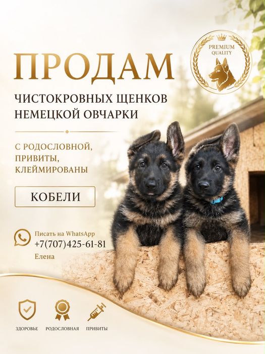 Продам щенков Немецкой Овчарки