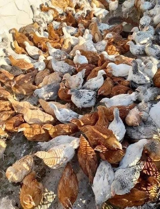 Vand pui albi de carne pui rasă mixtă colorat si găini rosi de ouă