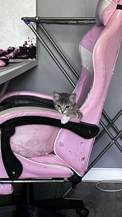 Отдам котенка в добрые руки