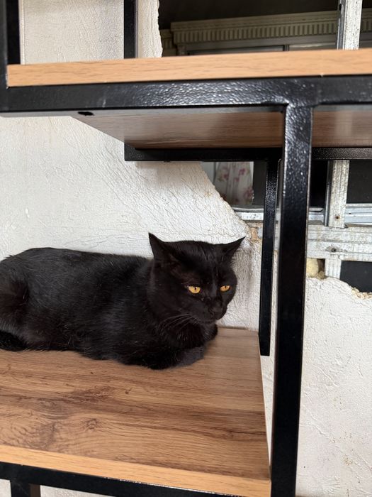 Кот КИРАН  ищет семью.