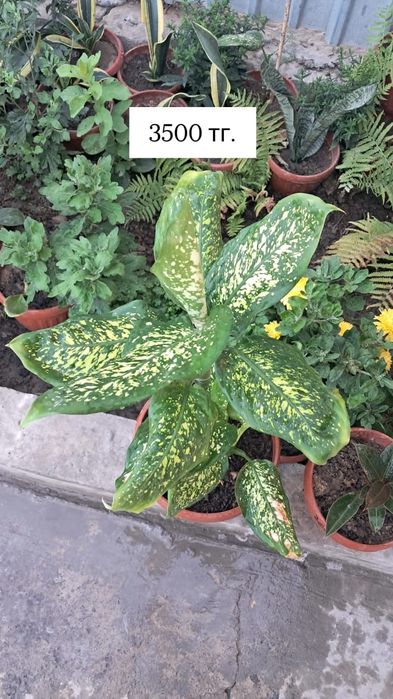 Цветы Мырзакент.