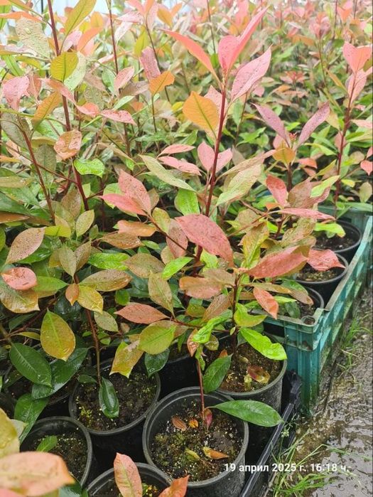 Фотиния ред рубин red rubin