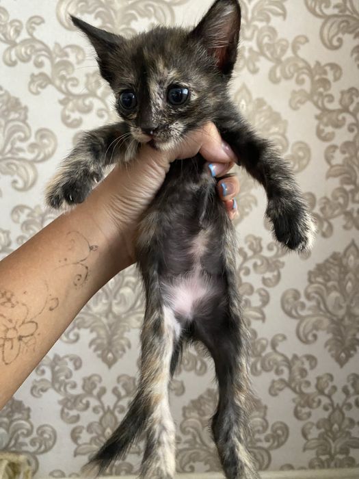 1-месячные котята в добрые руки