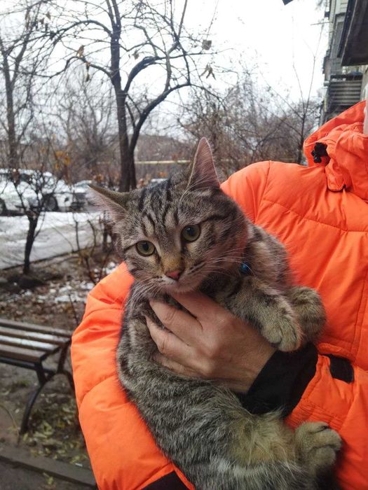 Котенок в добрые руки