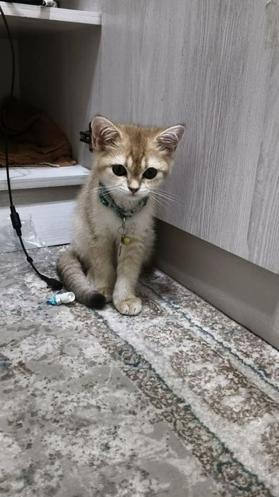 Очаровательный котёнок  готовы к переезду