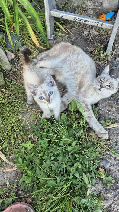 Отдам котёнка, девочка.