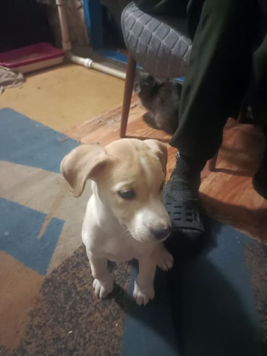 стаффордширский бультерьер